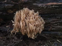 Stekelzwammen [Auriscalpiaceae]